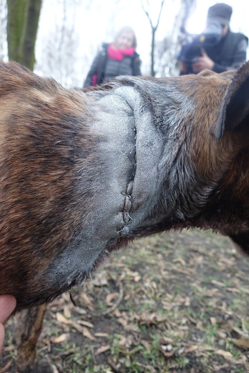 Skatowany pies w Opocznie. Poderżnął zwierzęciu gardło i uderzał nim o płot [UWAGA, DRASTYCZNE]