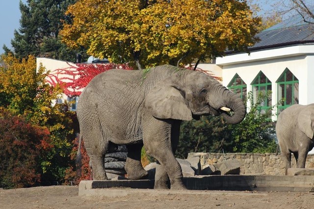 Słoń Leon