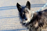 Te psy czekają na adopcję w schronisku dla bezdomnych zwierząt w Kędzierzynie-Koźlu. Wśród kundelków jest wielu weteranów. Pokochalibyście?