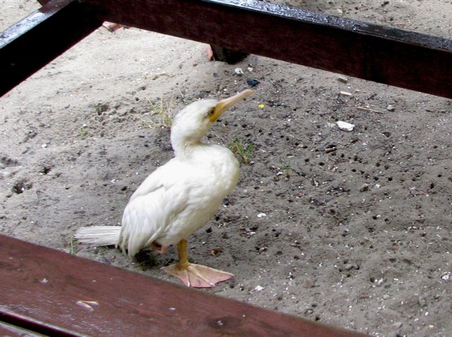 Kormoran siedział pod stolikiem i odpoczywał przez ponad 20 godzin