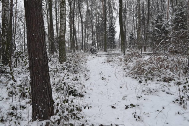 Las, w którym doszło do zakopania zwłok, przy ulicy Karłowicza