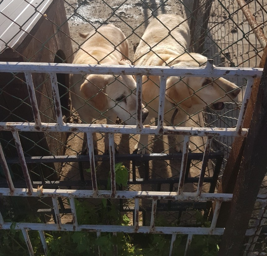 Interwencja Help Animals i policji na osiedlu Majków. Pomocy potrzebowały dwa labradory. ZDJĘCIA