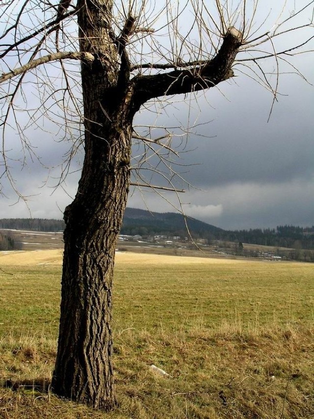 Samotne drzewo niedaleko Rybnicy Leśnej, w drodze do Schroniska Andrzejówka. Fot. Kamil Drejer