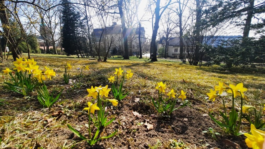 Ogród za muzeum cudownie mieni się kolorami. Jest piękny o...