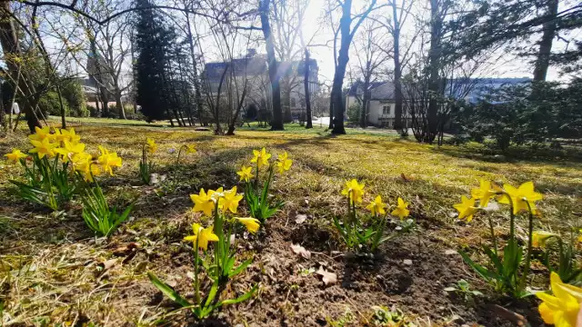 Ogród za muzeum cudownie mieni się kolorami. Jest piękny o każdej porze roku! Zdjęcia z archiwum.