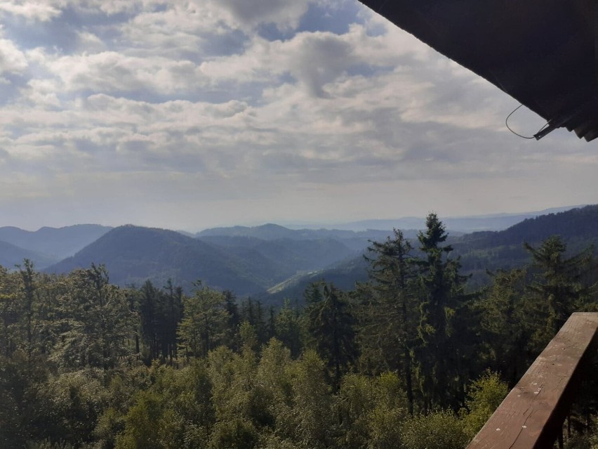 Dzikowiec piękny o każdej porze roku. Zobaczcie i wybierzcie się