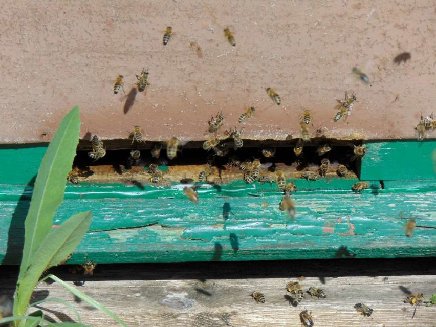 Dziś Światowy Dzień Pszczół. Budzyńskie Koło Pszczelarzy