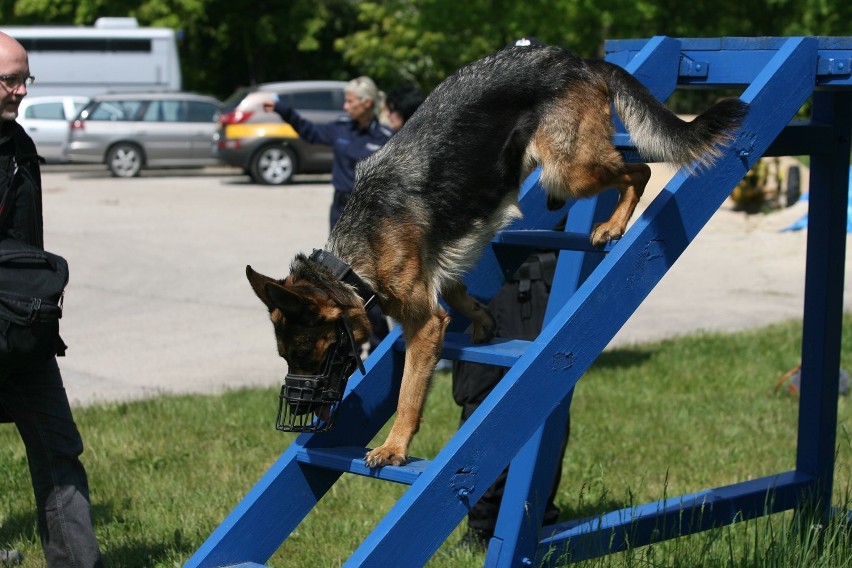 Atestacja psów policyjnych Komendy Miejskiej Policji w Łodzi, 19 maja 2015