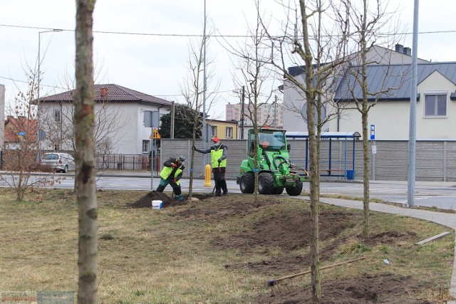 Do końca listopada 2023 roku przy niektórych ulicach Włocławka pojawi się 270 nowych dużych drzew.