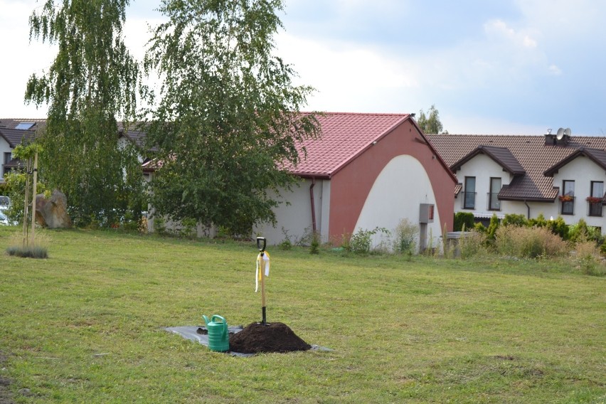 W Mysłowicach posadzono dąb z okazji setnej rocznicy wybuchu...