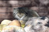 Manul z poznańskiego zoo odnaleziony! Gdzie był? "Przerwaliśmy mu podróż życia"