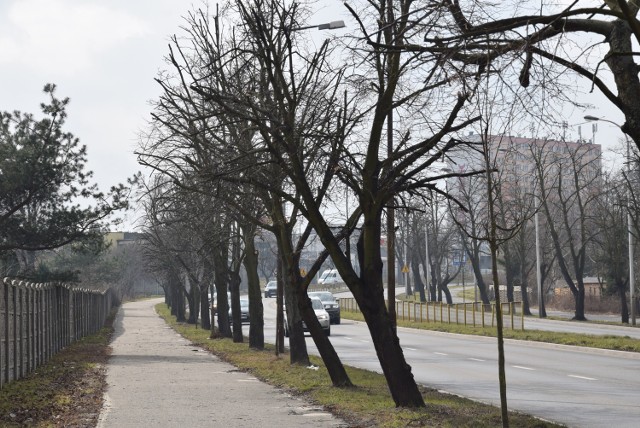 Kolejna przycinka drzew w Kaliszu. Tym razem na Wojska Polskiego