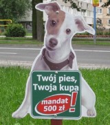 Krotoszyn - Psie kupy nadal  zmorą mieszkańców