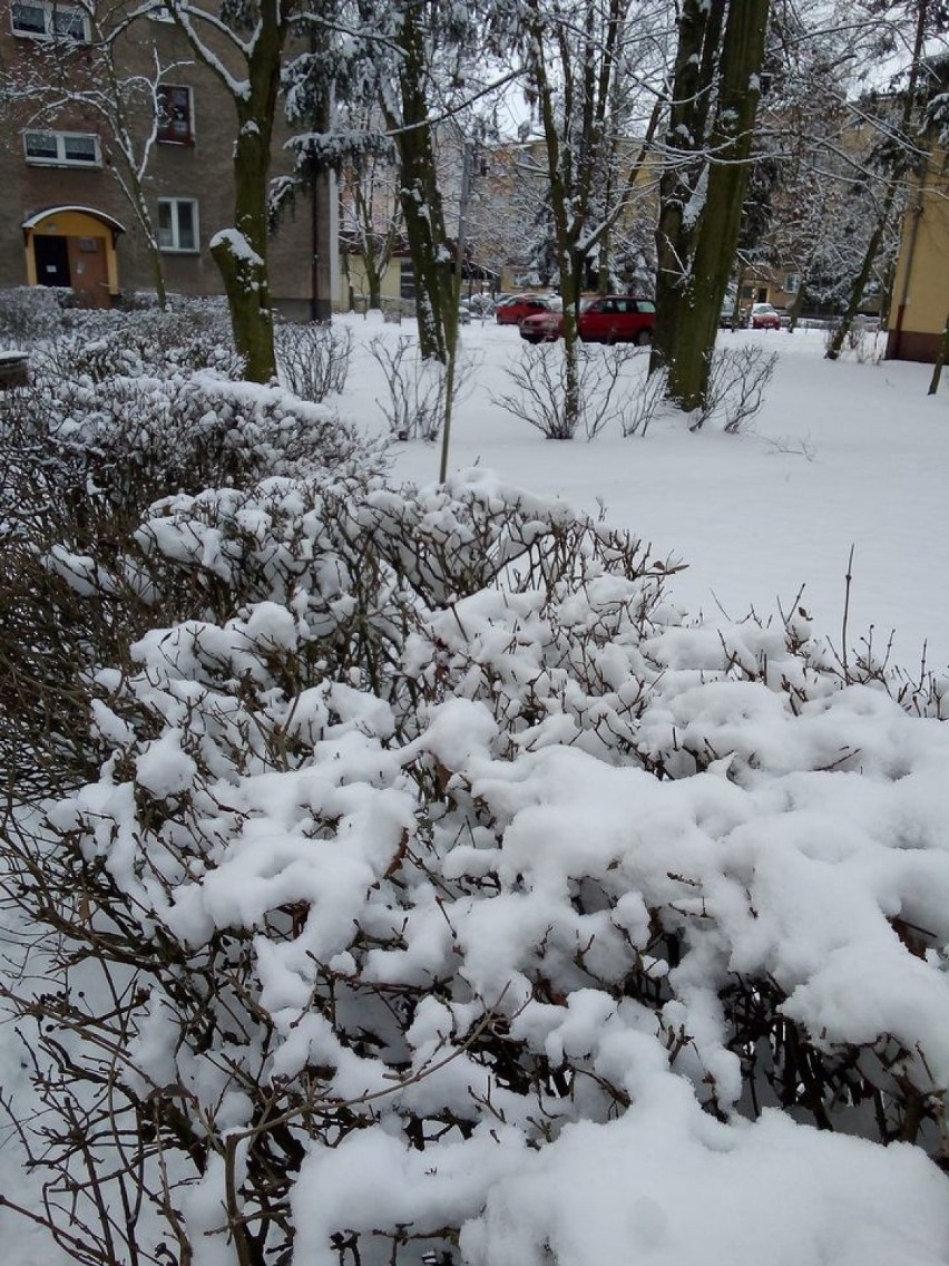 Zima w Wolsztynie. Zobacz przykryte śniegiem ogrody naszych...