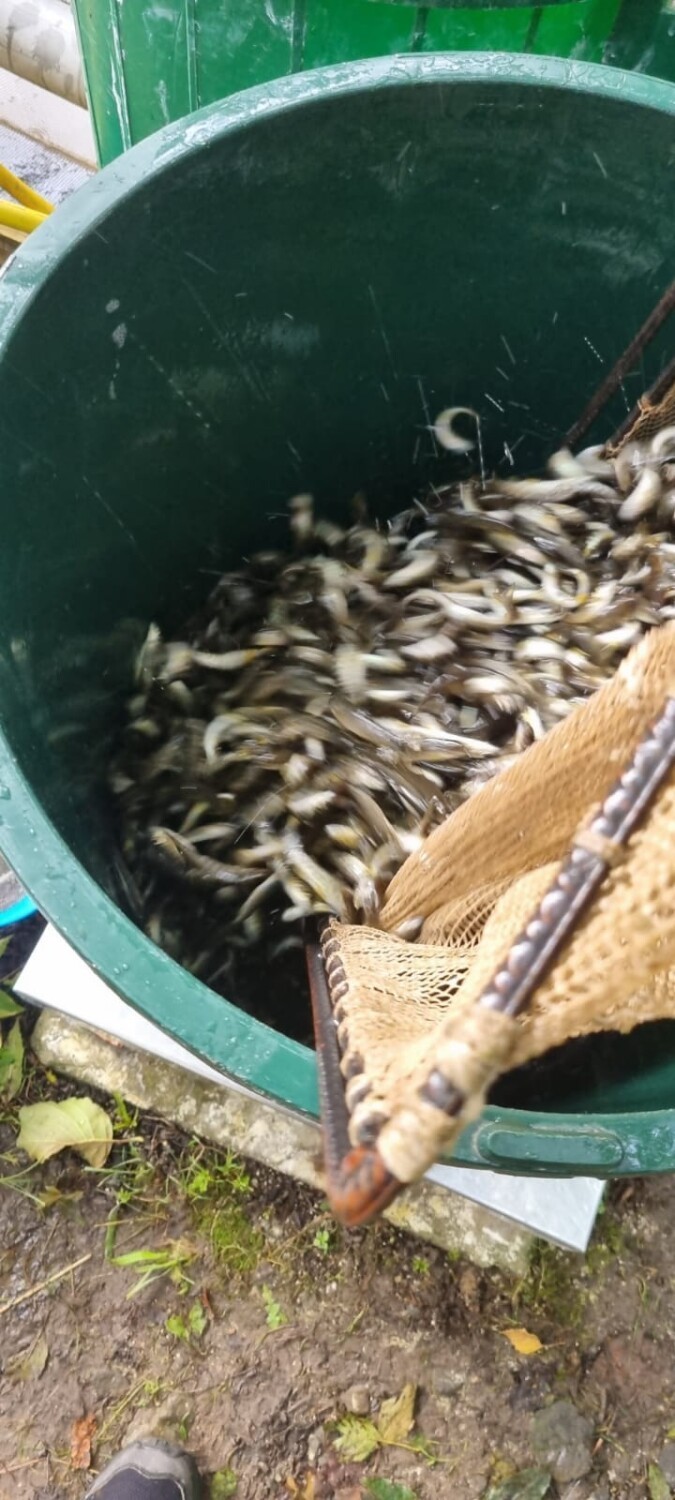  Żywiec.54 tysiące ryb trafiło do rzeki Soły podczas jesiennej akcji zarybiania