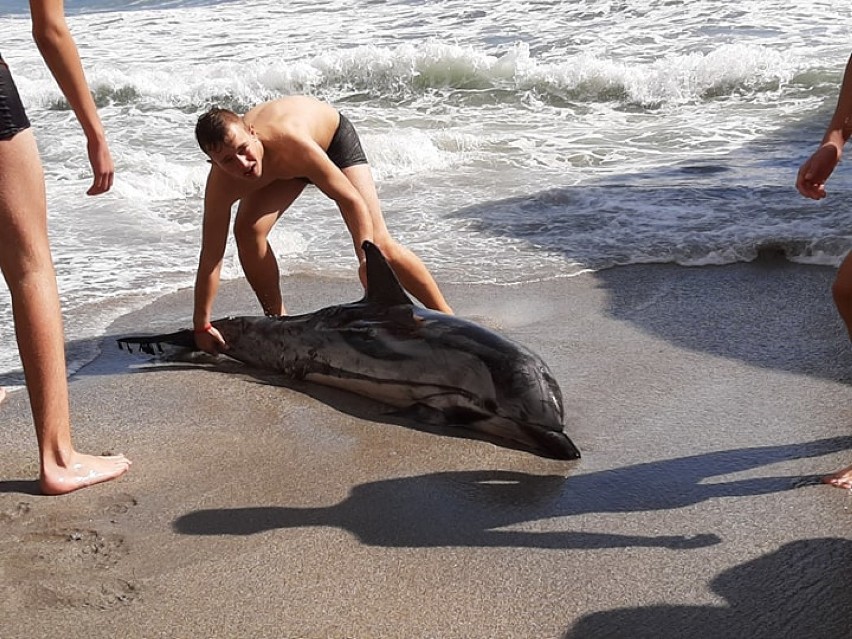 Uczniowie ZSP nr 4 w Piotrkowie uratowali delfina w...