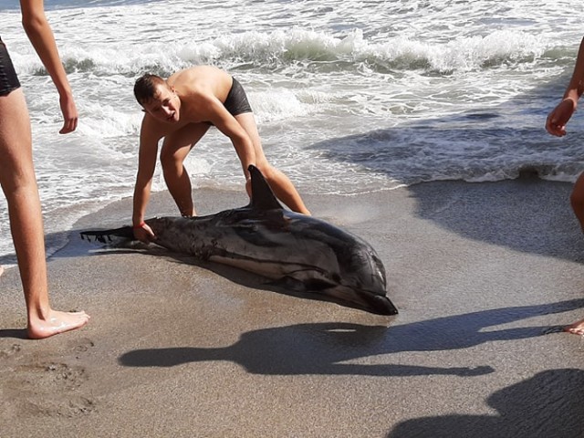 Uczniowie ZSP nr 4 w Piotrkowie uratowali delfina w Hiszpanii podczas Erasmusa