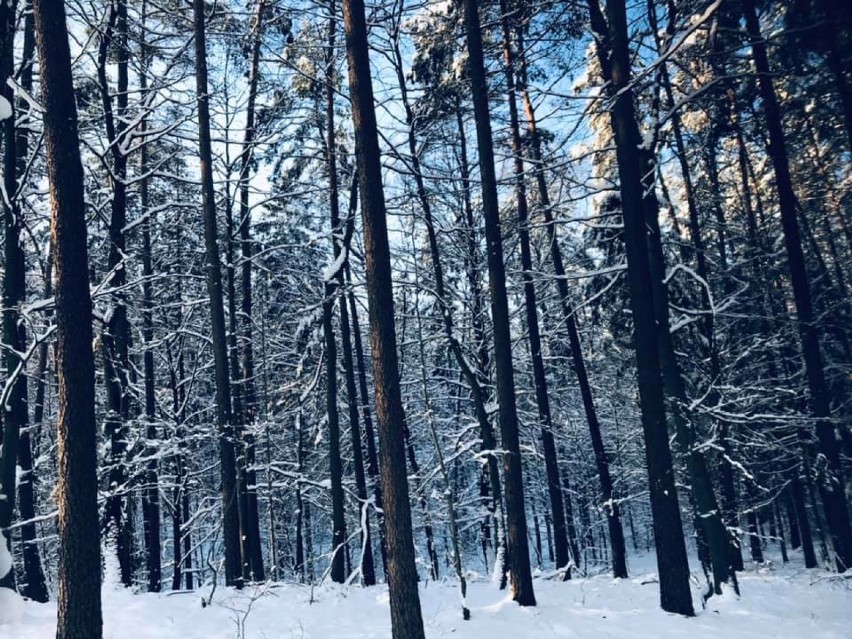 Zimowe zdjęcia Kościerzyny i okolic naszych Czytelników. Zobaczcie jak pięknie jest zimą [GALERIA ZDJĘĆ]