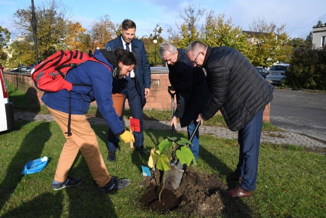 Wyjątkowe drzewo zostało posadzone w czwartek przed Kieleckim Centrum Kultury. To paulownia, wyhodowana w próbówce zwana drzewem tlenowy, bo produkuje go niesamowite ilości.