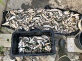 Z Wilgi wyłowiono ok. 60 kg śniętych ryb. Wojewoda małopolski powołał specjalny zespół, który przypilnuje sytuacji na rzekach
