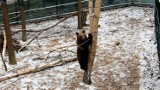 Zoo Poznań: Cisna i przyjaciele bawią się podczas pierwszego opadu śniegu (ZDJĘCIA, FILM)