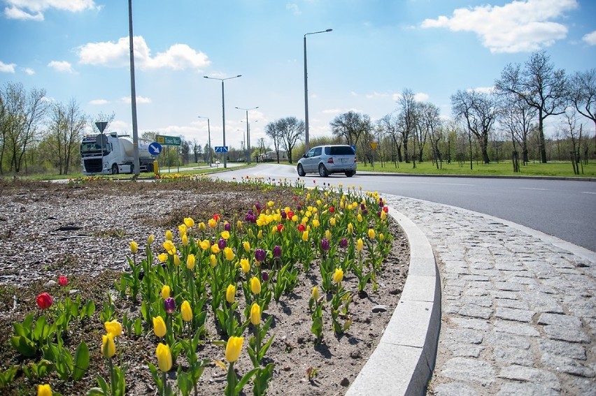 Skierniewice w kwiatach, głównie w tulipanach