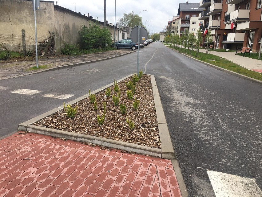 Pleszew. Miasto stawia na zieleń. Nowe nasadzenia w centrum