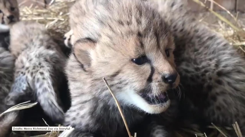 Narodziny gepardów w zoo