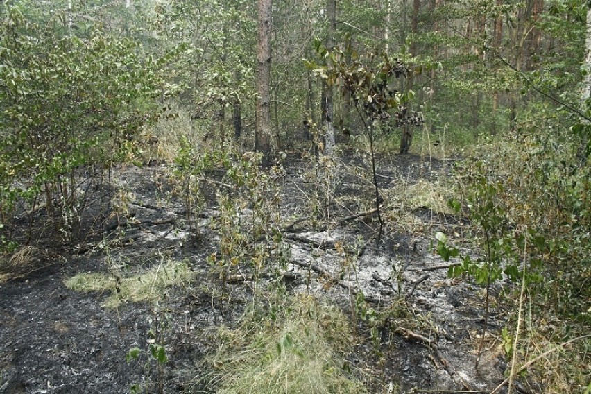 Pożar lasu w Bobrku pod Oświęcimiem to było podpalenie [ZDJĘCIA]