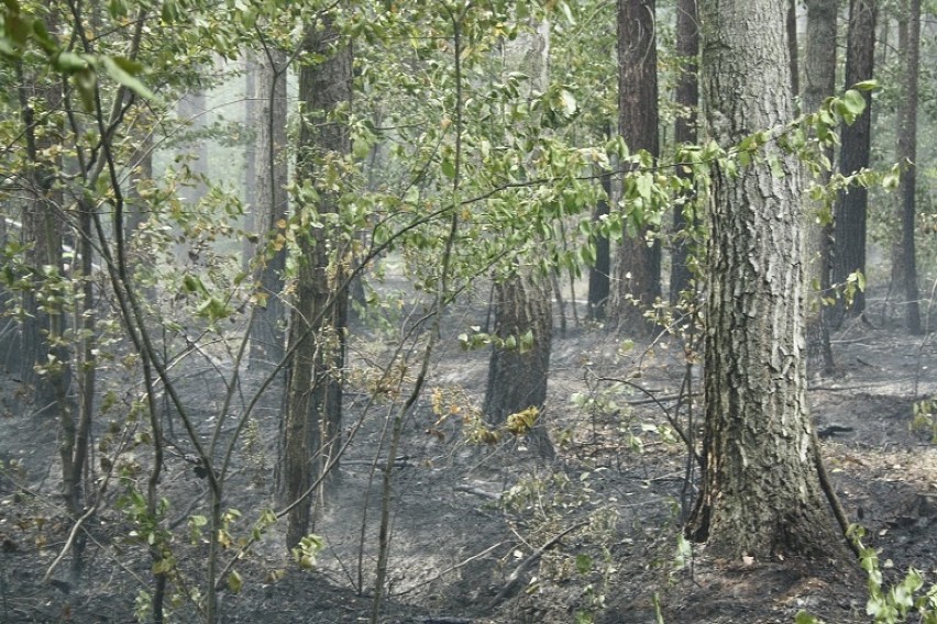 Pożar lasu w Bobrku pod Oświęcimiem to było podpalenie [ZDJĘCIA]