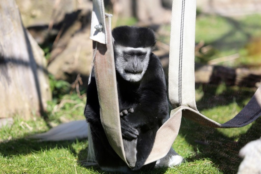 Kiedy zostanie otwarte zoo w Chorzowie? Zwierzaki czekają na...