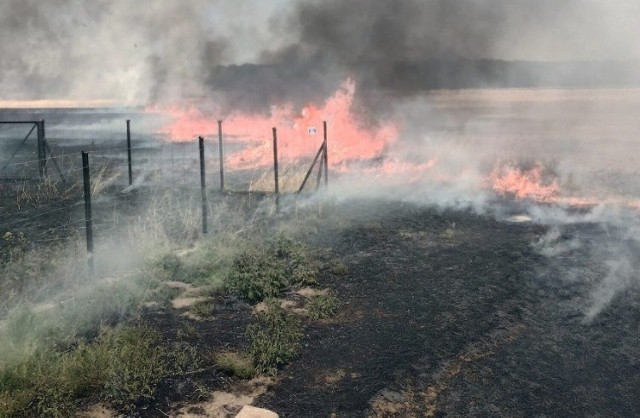Płonie teren byłego lotniska Łukaszów. Na miejscu pracują zastępy straży pożarnej z okolicznych jednostek, zarówno z powiatu złotoryjskiego jak i legnickiego.