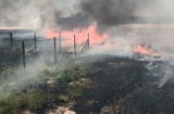 Kilka dużych pożarów na Dolnym Śląsku - płoną lasy, zboża i ścierniska. Straż pożarna informuje o możliwych podpaleniach [ZDJĘCIA]