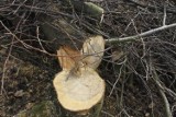 Nielegalna wycinka drzew w powiecie opoczyńskim. Czy dwóch mężczyzn złamało prawo?