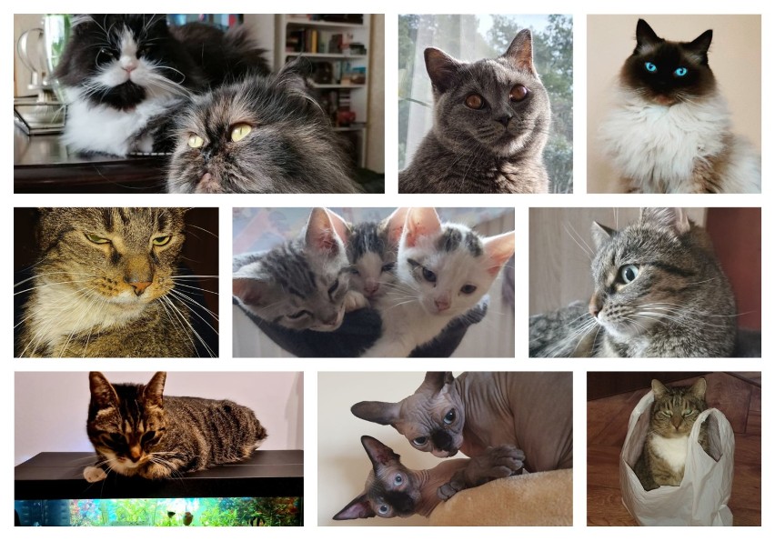 Międzynarodowy Dzień Kota to święto kotów i miłośników tych...