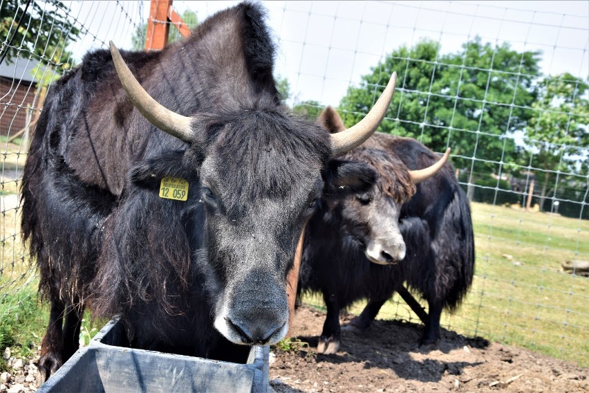 Stadko jaków tybetańskich nową atrakcją Zoo Borysew. Egzotyczne zwierzęta zyskały swojskie imiona: Jan, Jadzia, Jagna i Janeczka ZDJĘCIA