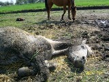 Dramat głodujących koni z Cholew zakończony