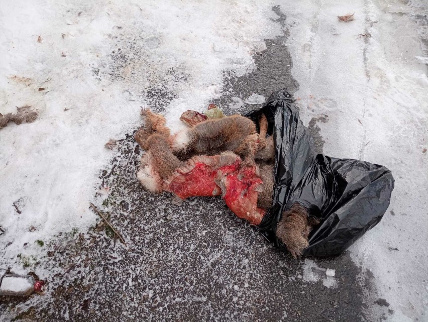 Makabryczne odkrycie przy ulicy Korczaka w Gorlicach. Ktoś wyrzucił worki ze szczątkami dzikich zwierząt. DRASTYCZNE ZDJĘCIA
