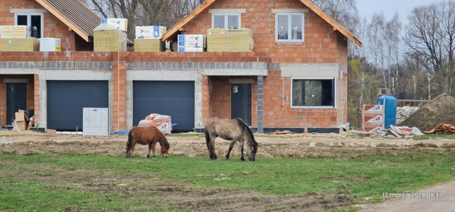 Nietypowa interwencja sieradzkiej Straży Miejskiej na ulicy Reymonta