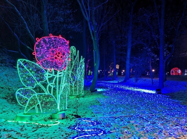 Uniwersytet Przyrodniczy zapowiada powstanie parku iluminacji w na terenie Ogrodu Dendrologicznego przy ul. Wojska Polskiego w Poznaniu.