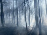 Nadleśnictwo Oleśnica Śląska: ktoś celowo podpala lasy (WIDEO)