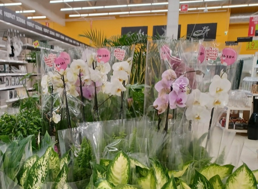 Storczyki bez trudu kupimy niemal w każdym supermarkecie....