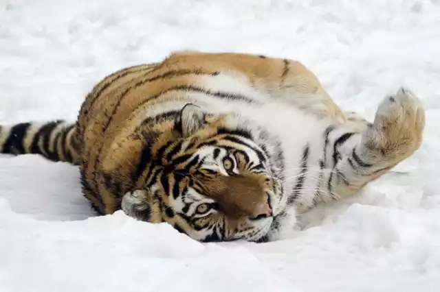 Krakowskie zoo poleca się na zimę. Podkreśla, że dba o reżim sanitarny