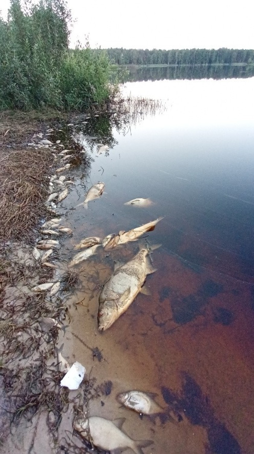 Martwe ryby w jeziorze Glinki w powiecie włodawskim. Inspektorzy ustalają, co się stało. Zobacz zdjęcia