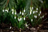 Pierwsze oznaki wiosny w Radomiu, kwitną przebiśniegi i krokusy - zobacz zdjęcia 