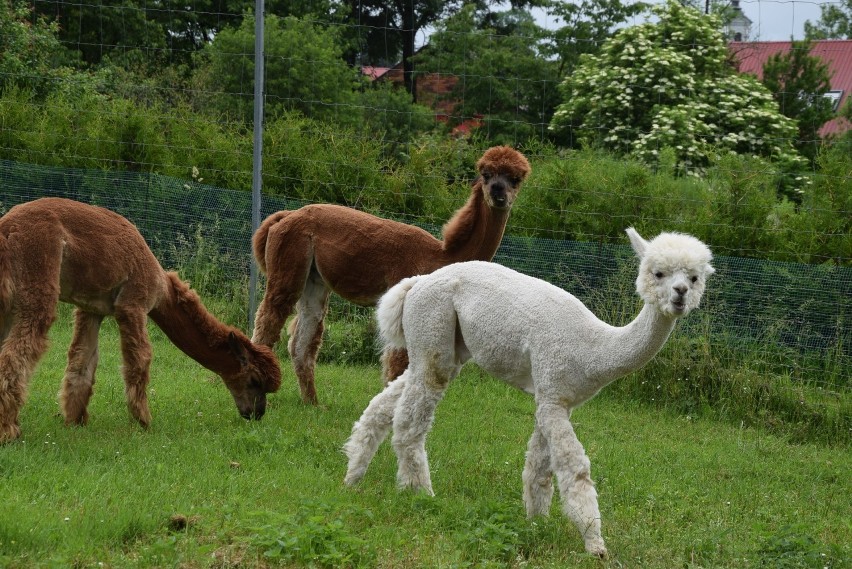 Gospodarstwo Alpaka Team w Nosówce, a w nim zwierzęta, które wyglądają jak żywe maskotki. Dla najmłodszych świetna atrakcja [ZDJĘCIA]