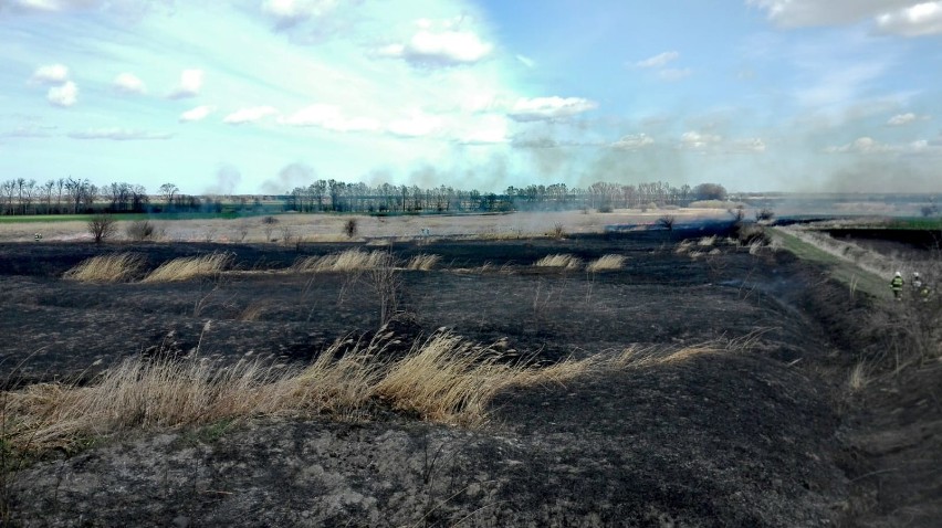 Powiat gdański: Wypalanie traw nie poprawia jakości ziemi, a jest dużym zagrożeniem dla ludzi i zwierząt [ZDJĘCIA]