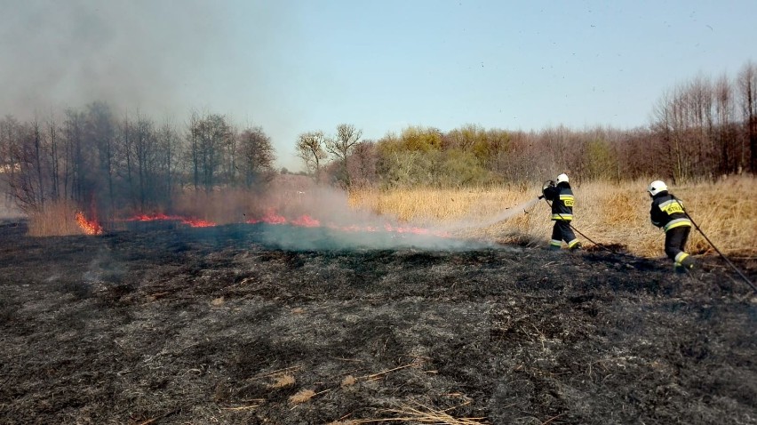 Powiat gdański: Wypalanie traw nie poprawia jakości ziemi, a jest dużym zagrożeniem dla ludzi i zwierząt [ZDJĘCIA]
