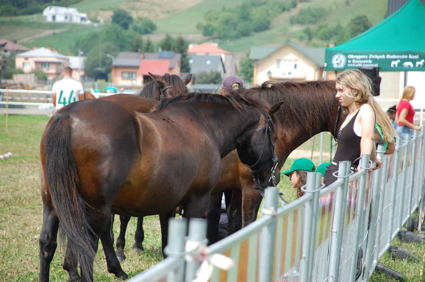 Galicyjskie Lato z Koniem w Bieździedzy. Dwudniowy zlot hodowców koni z mnóstwem atrakcji
