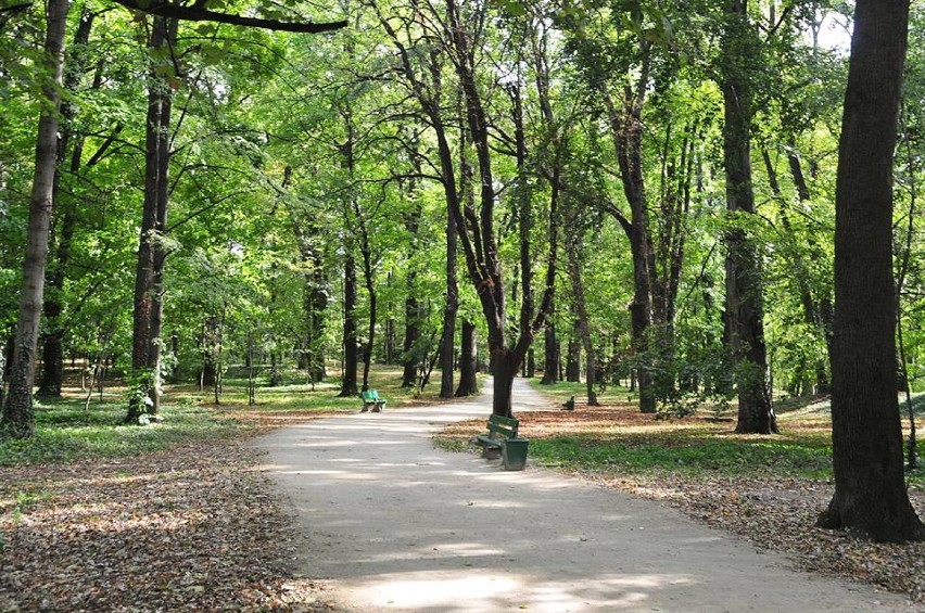 Rewitalizacja Parku Młodzieżowego. Co najmniej 314 drzewa pod topór, w tym piękne robinie akacjowe